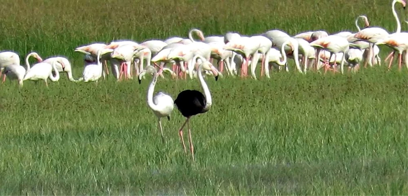 Son Dakika | Sultan Sazlığı Milli Parkı\'nda siyah flamingo görüldü
