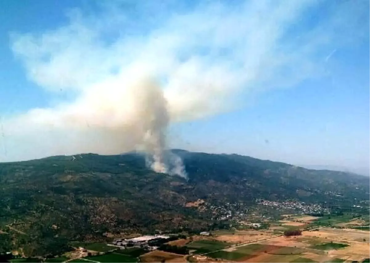 Efeler\'de, yangında 4 hektarlık zeytinlik ve ormanlık alan zarar gördü