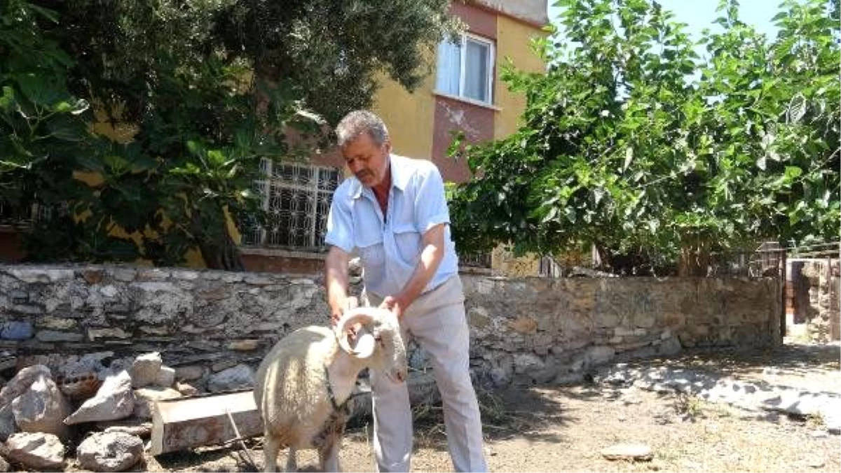 Koyunları, köpeklerce telef edilen mahalleli tedirgin