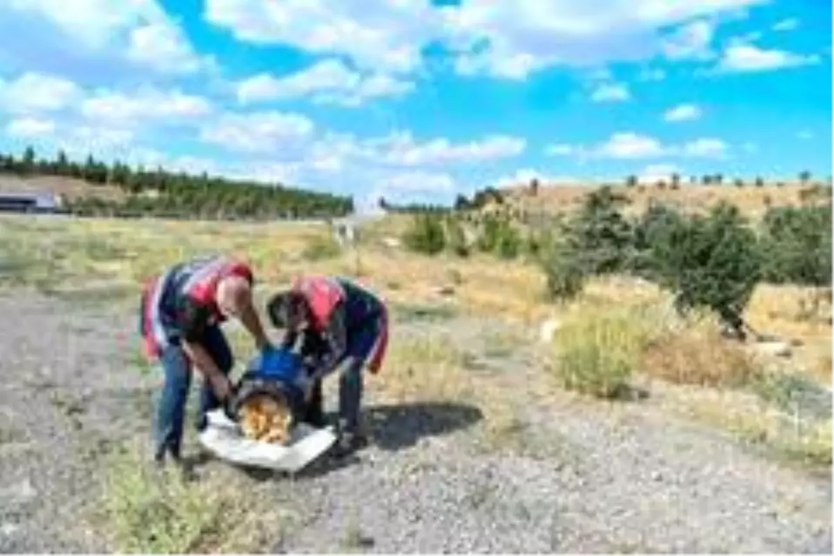 Restoranlardaki artık yiyecekler sokak hayvanlarına gidecek