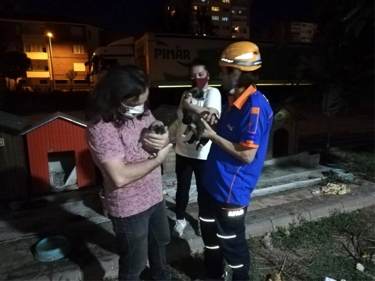 Yavru köpekler ölmeden kurtarıldı