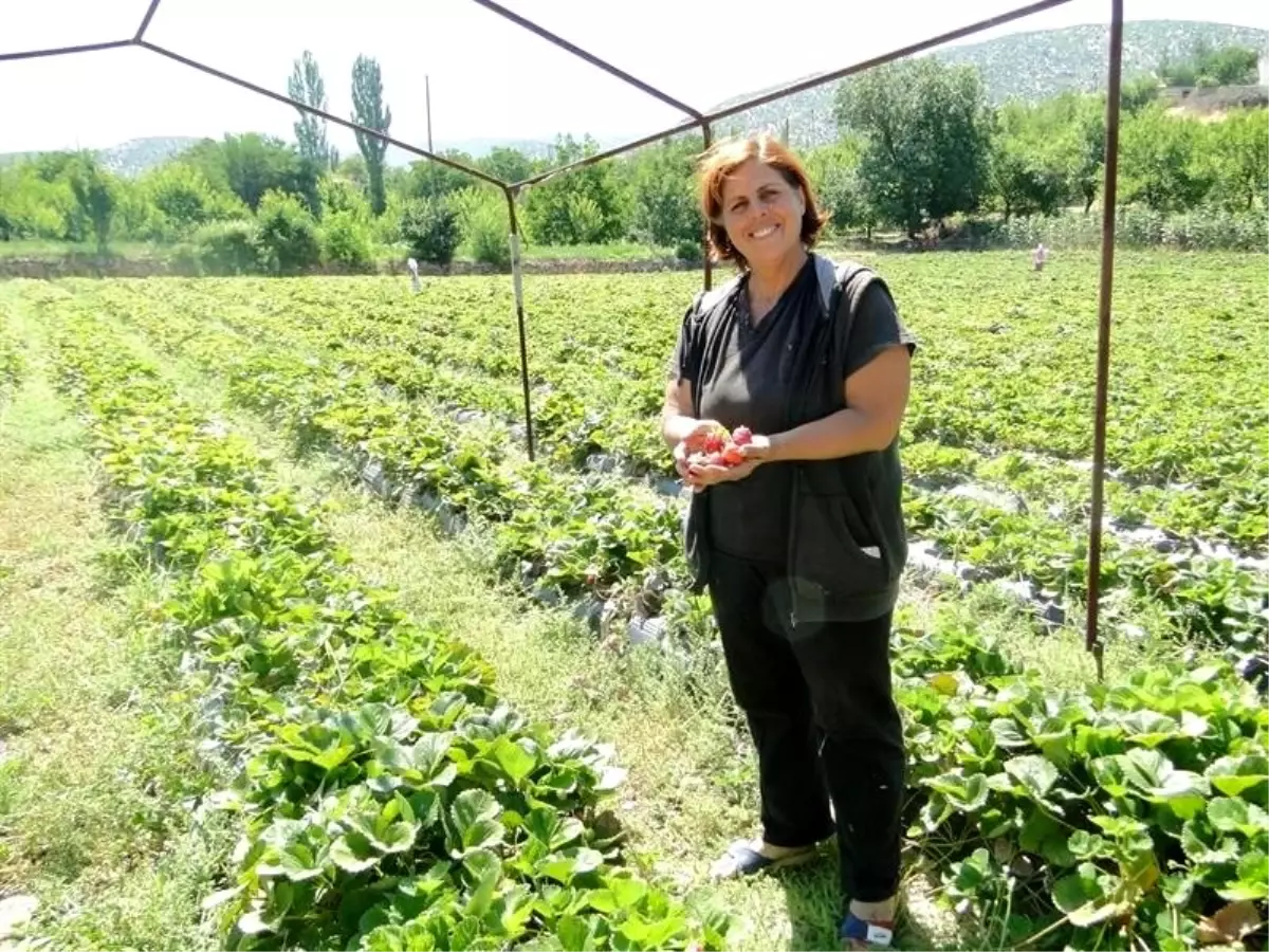 Çilek üretimine kadın eli