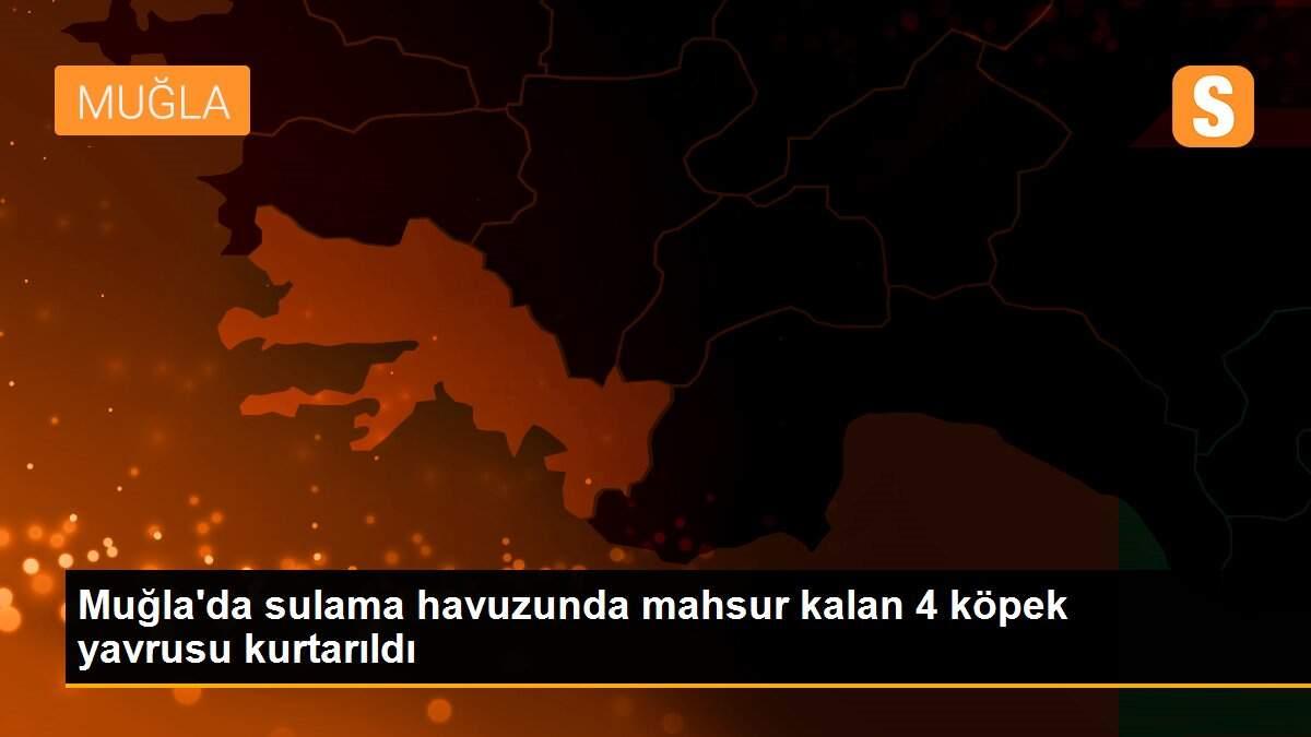 Muğla\'da sulama havuzunda mahsur kalan 4 köpek yavrusu kurtarıldı