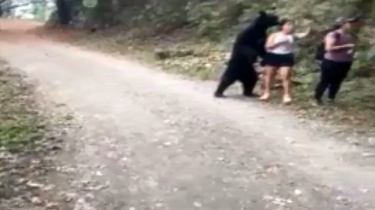 Parkta yürüyüş yapan 3 kadın, karşılarına çıkan ayı ile selfie çekti