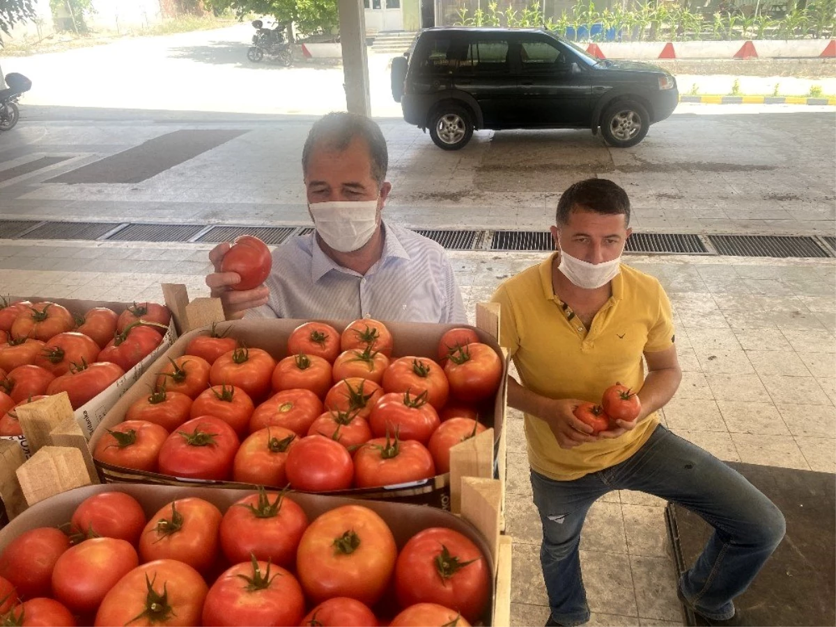 Son dakika haberi | Sarıcakaya domatesi piyasayı rahatlattı