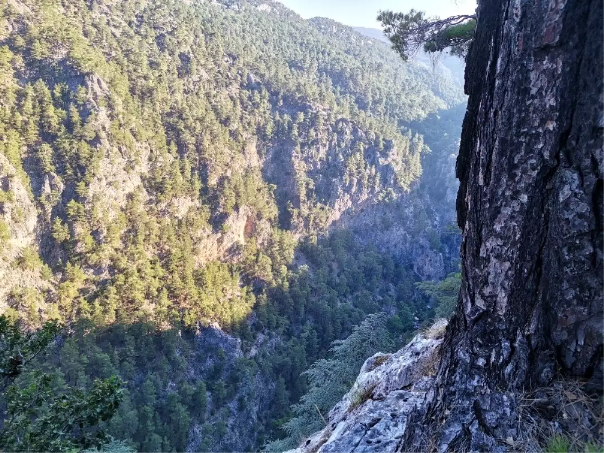 Seydikemer\'de kayalıklardan uçuruma düşen kişi aranıyor