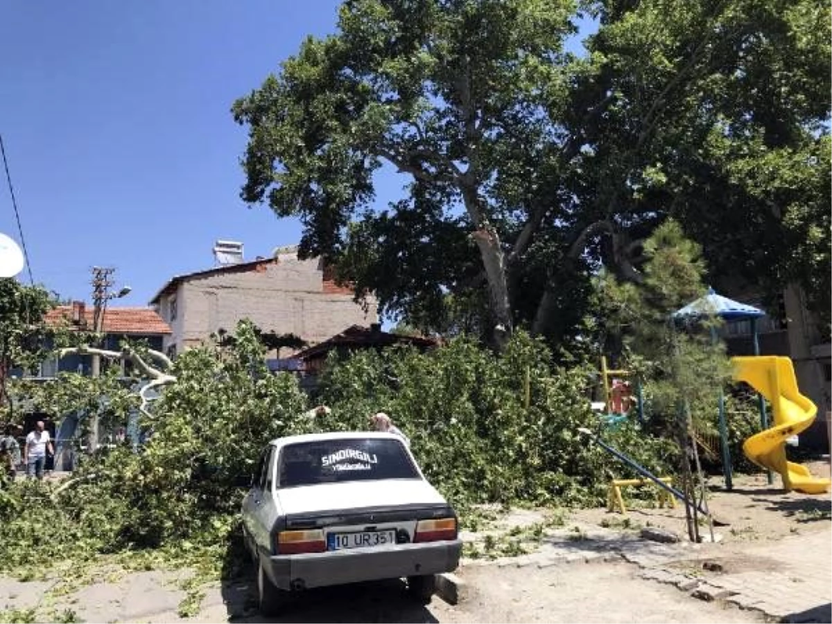 650 yıllık çınar ağacı devrildi: 3 otomobil ve 1 evin duvarı hasar gördü