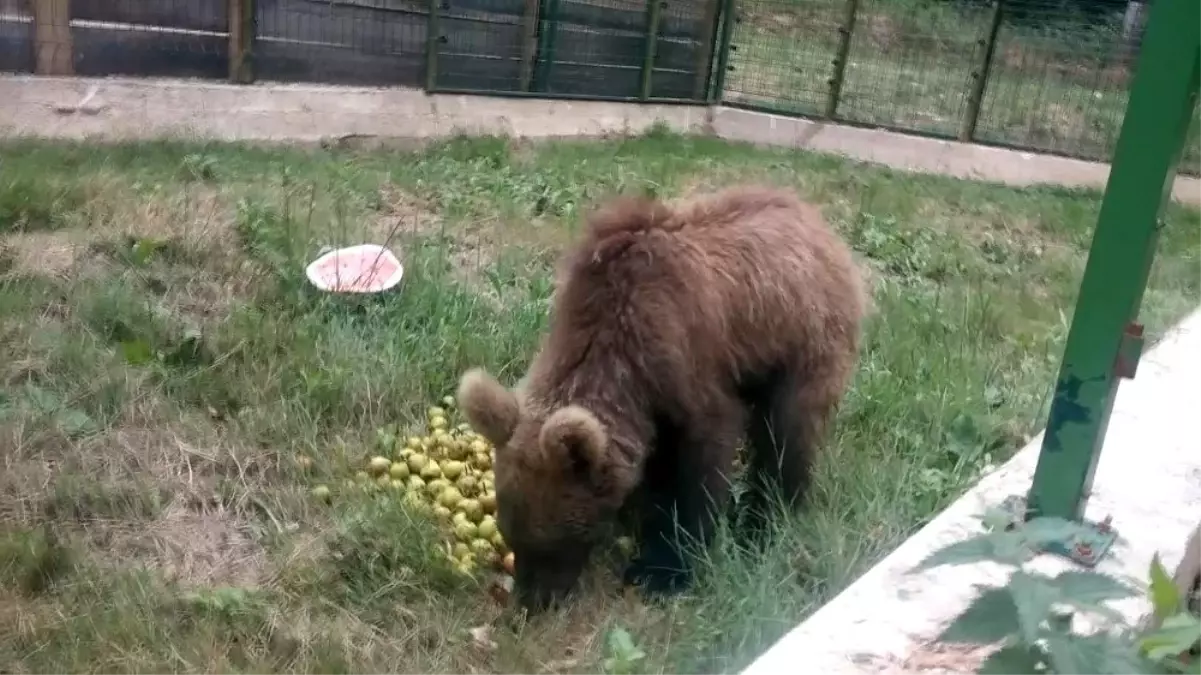 Doğal ortamda şifa buluyorlar