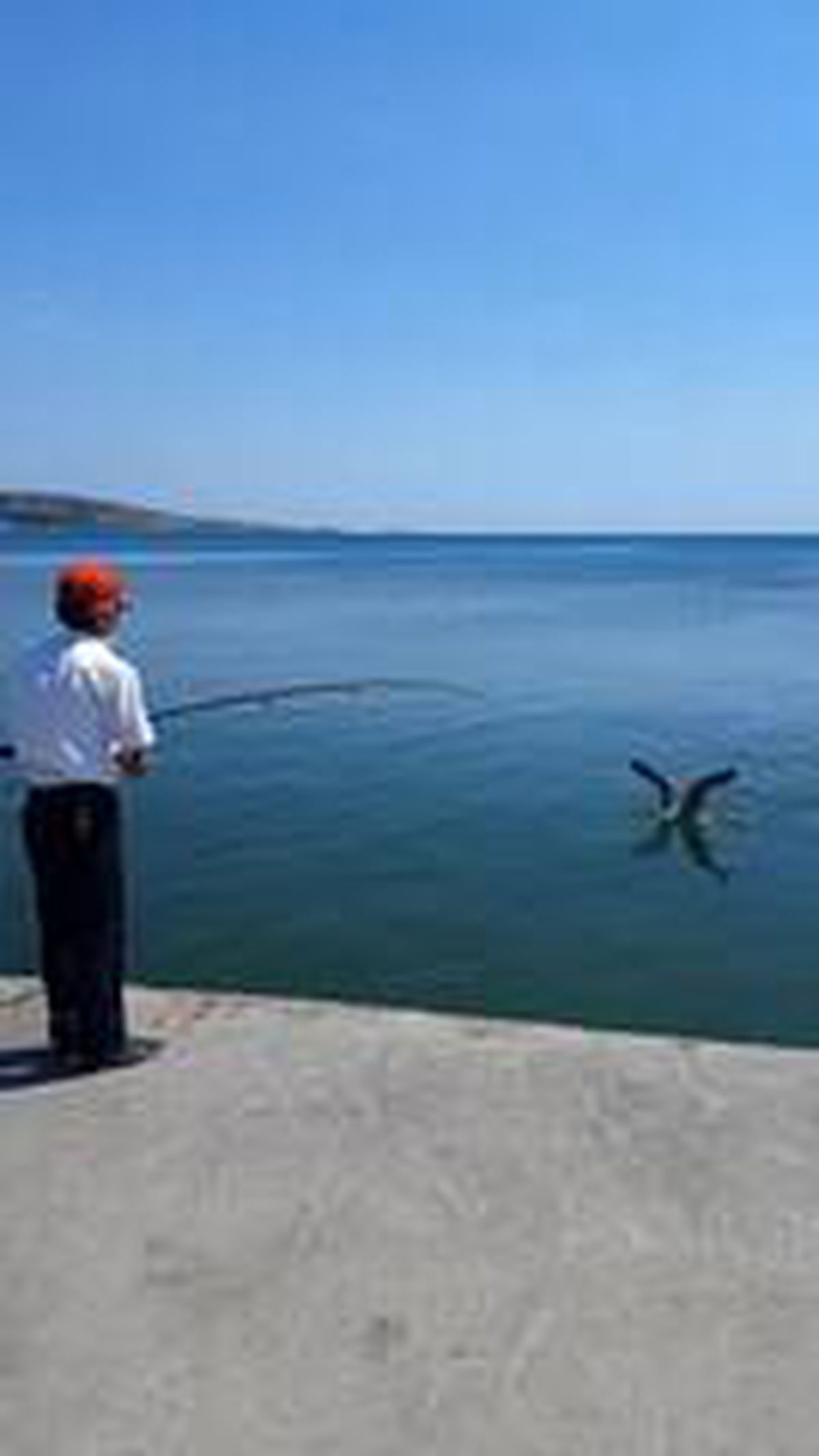 Oltaya balık değil, martı takıldı