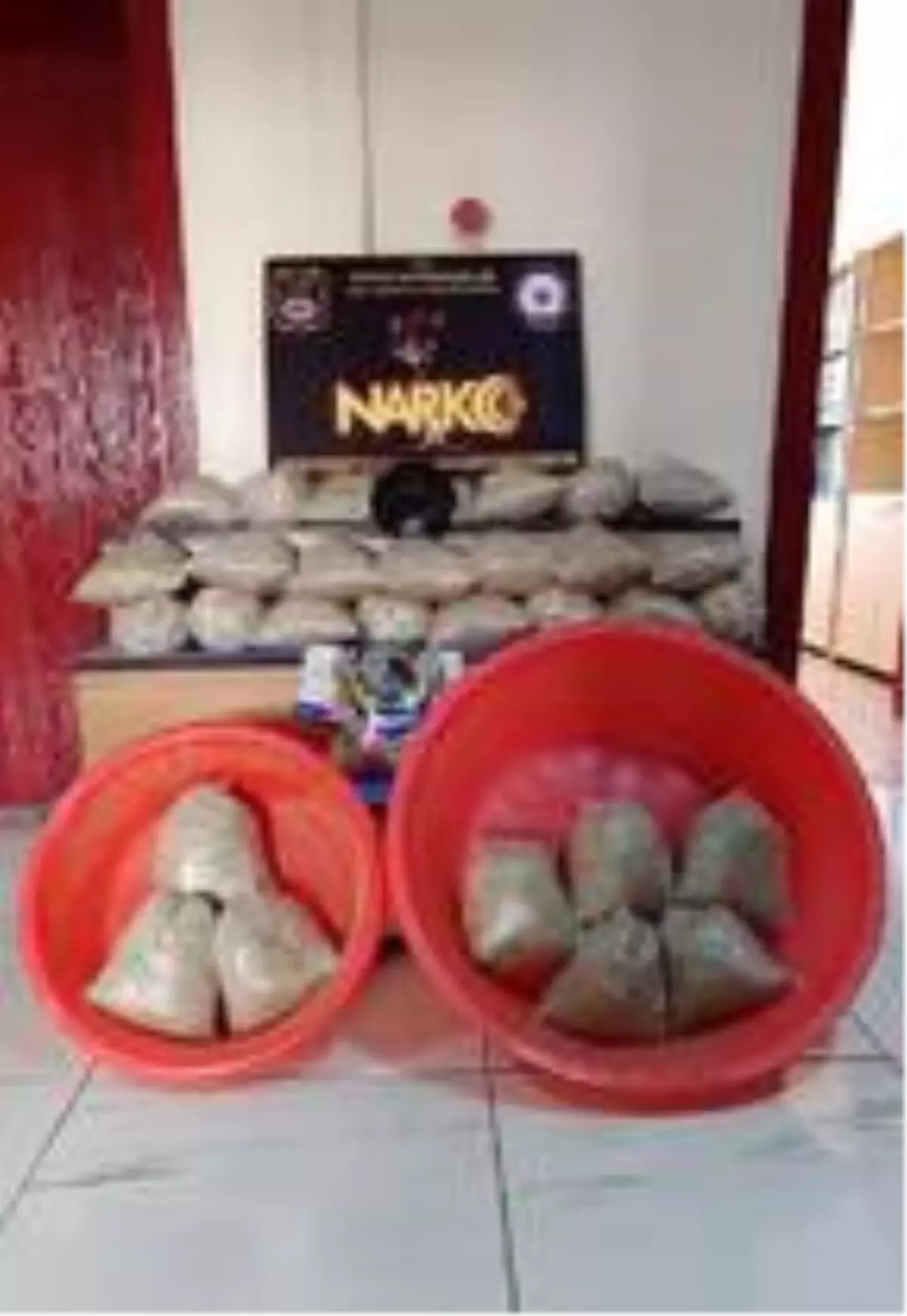 Polis, evde ele geçirilen 15 kilo bonzaiyi leğenle taşıdı