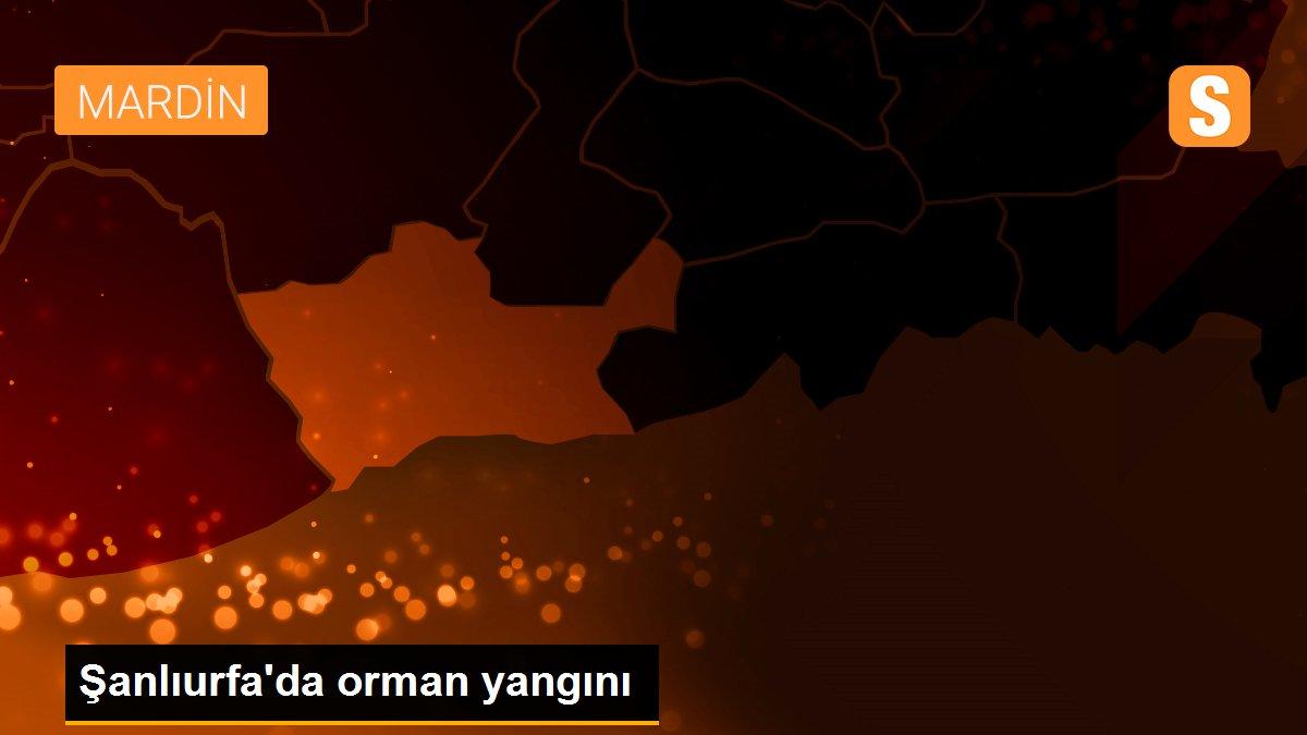 Şanlıurfa\'da orman yangını