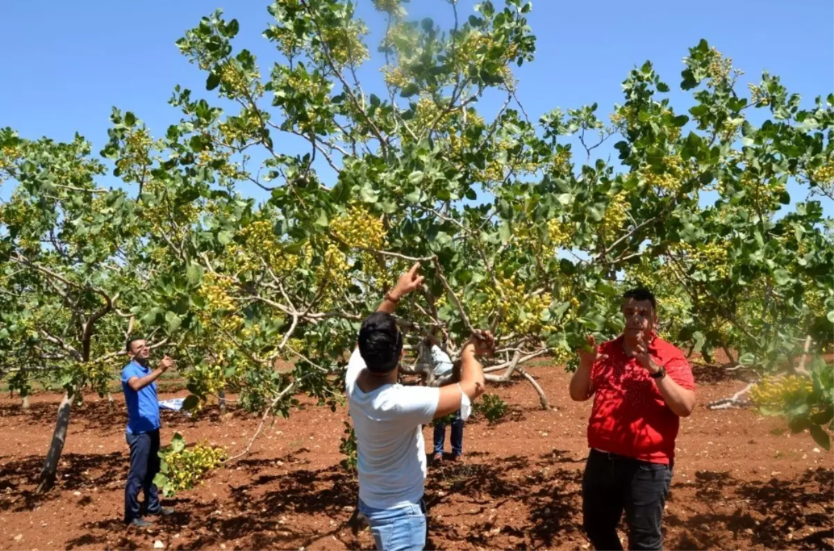 Siirt\'te fıstık rekoltesini tarım ekipleri belirleyecek