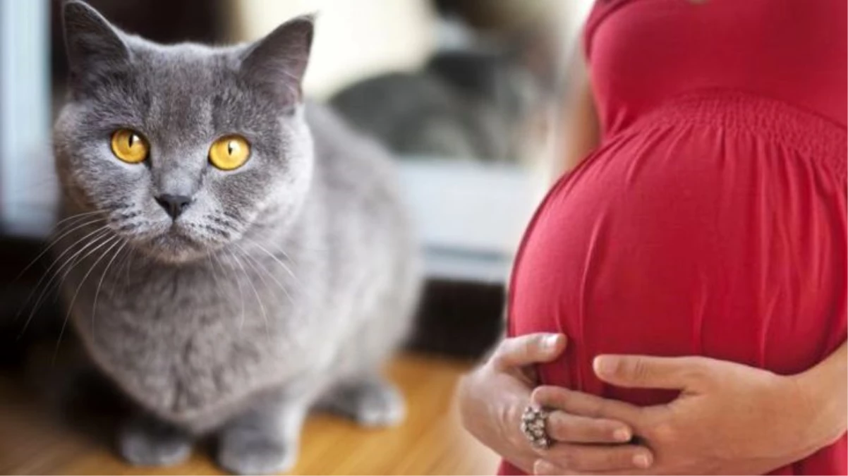 Talihsiz kadının istenmeyen gebeliğinin sorumlusu beslediği kedi çıktı