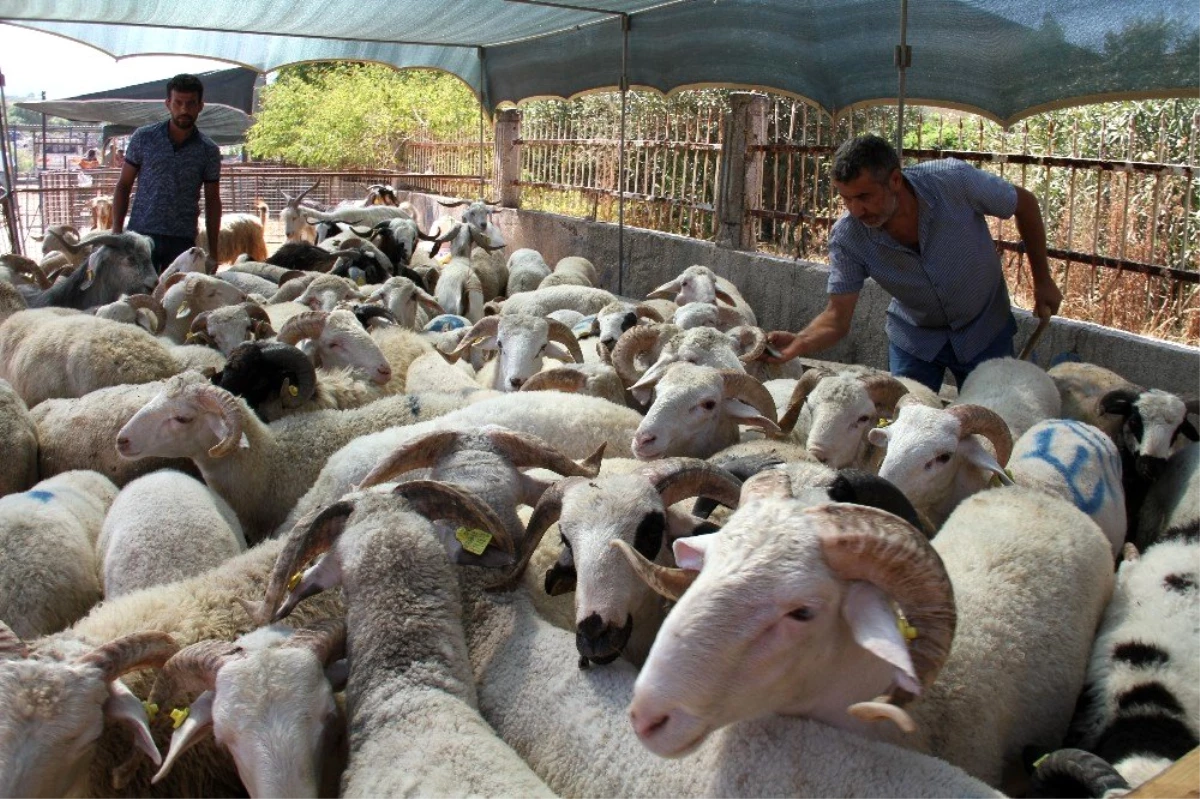 Türk Kızılayı Milas Şube Başkanı Güneş, vekaletle kurban kesim bedelini açıkladı