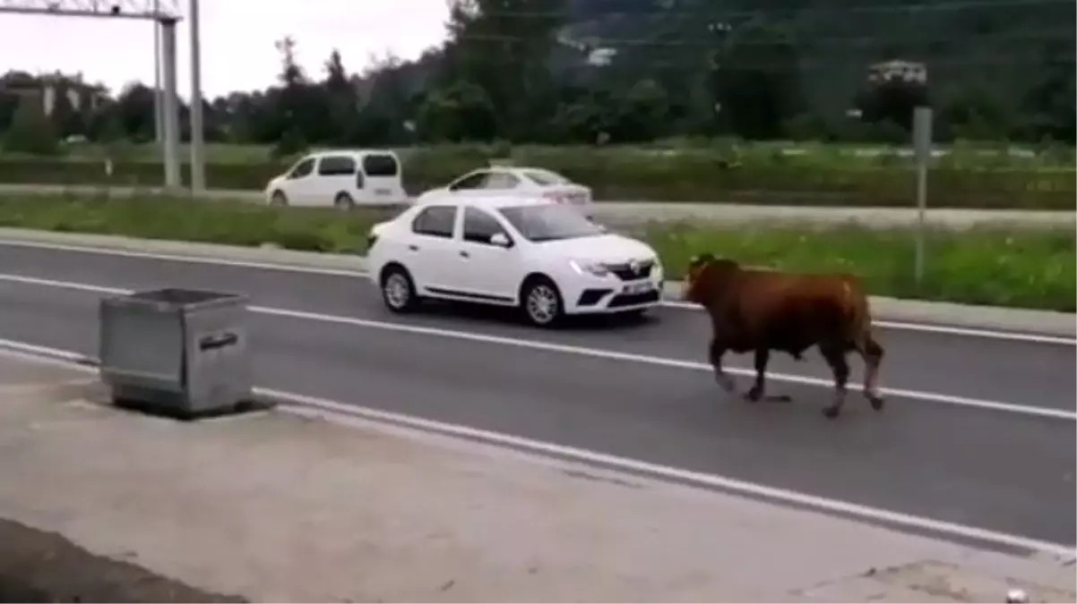 Hayvan pazarından kaçan kurbanlık tosun karayolunu karıştırdı