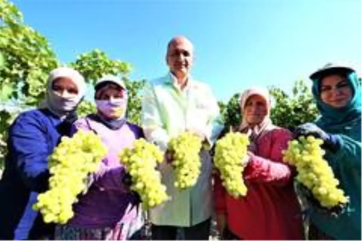 İhracat üzümünde ilk makas Manisa\'da vuruldu