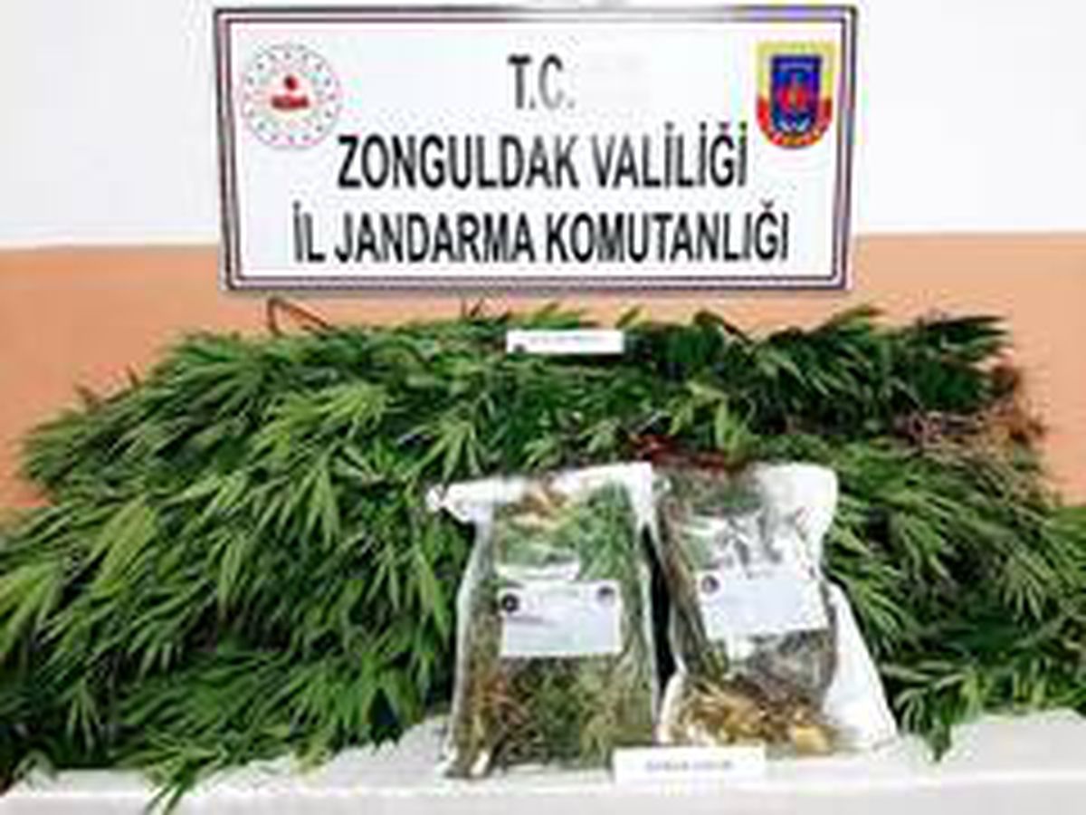Jandarmadan kenevir operasyonu; 2 gözaltı