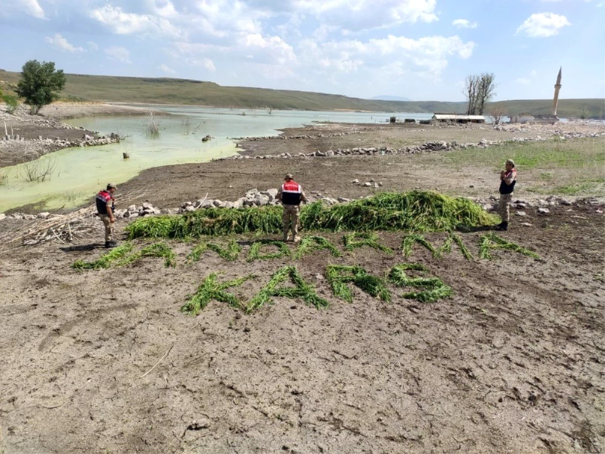 Kars\'ta Jandarma 102 bin 98 adet kök kenevir ele geçirdi