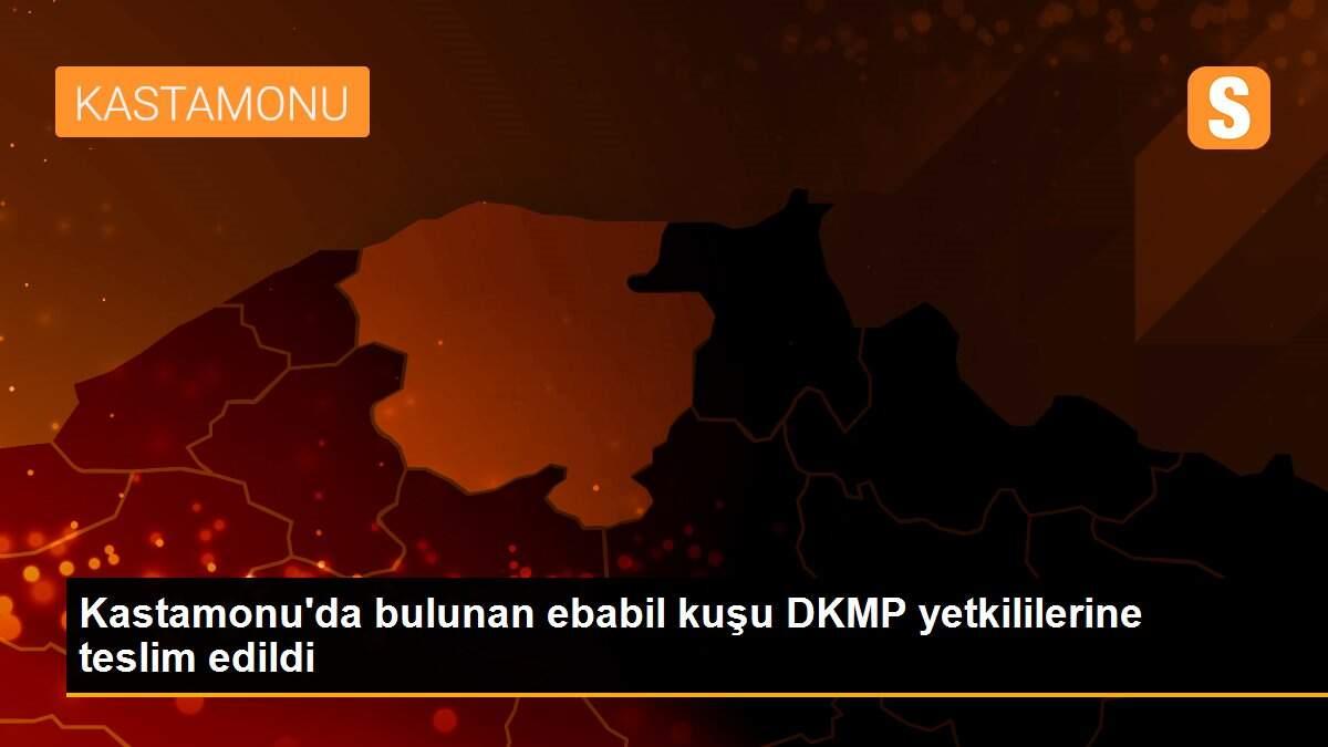 Kastamonu\'da bulunan ebabil kuşu DKMP yetkililerine teslim edildi