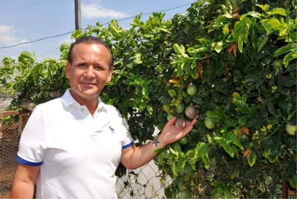 Antalya\'da yetiştirilen tropikal meyvelerden passiflora ünlü isimlerden yoğun talep görüyor