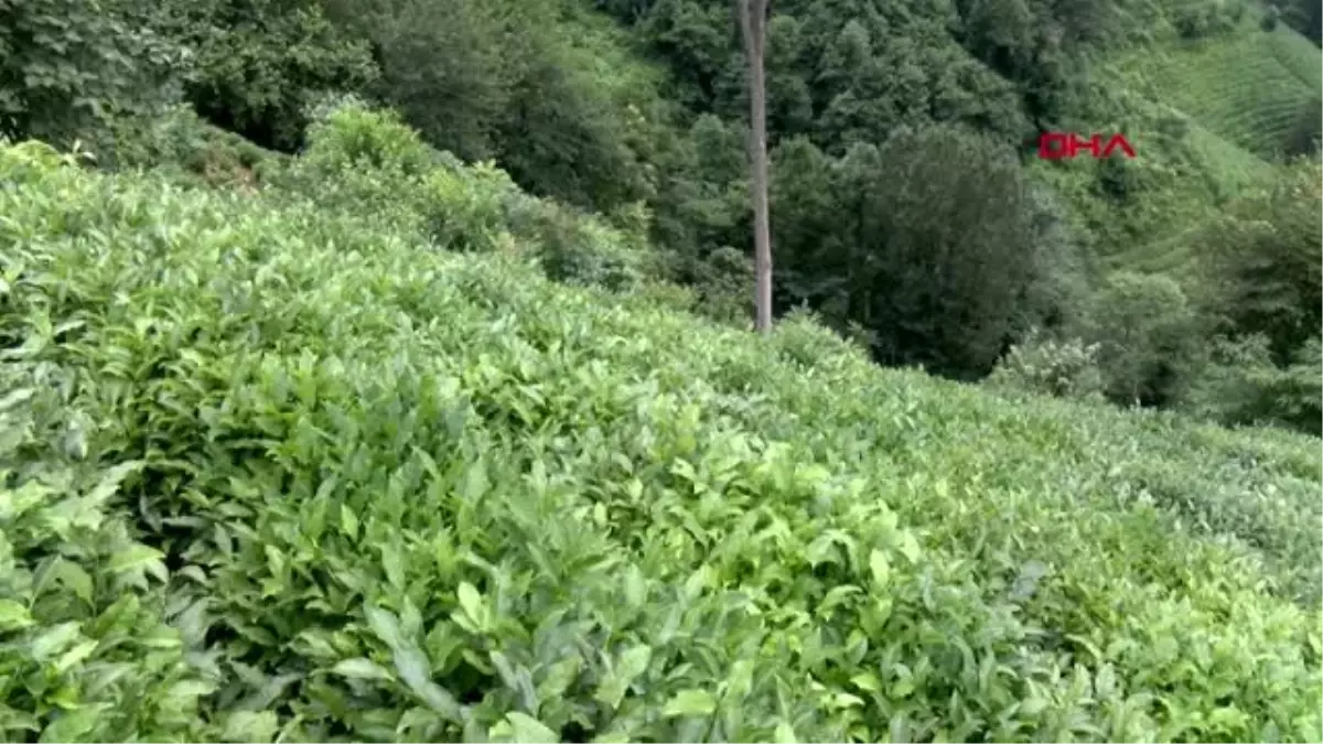 RİZE Afrikalı öğrenciler, çay hasadından sonra fındık toplamaya geçecekler