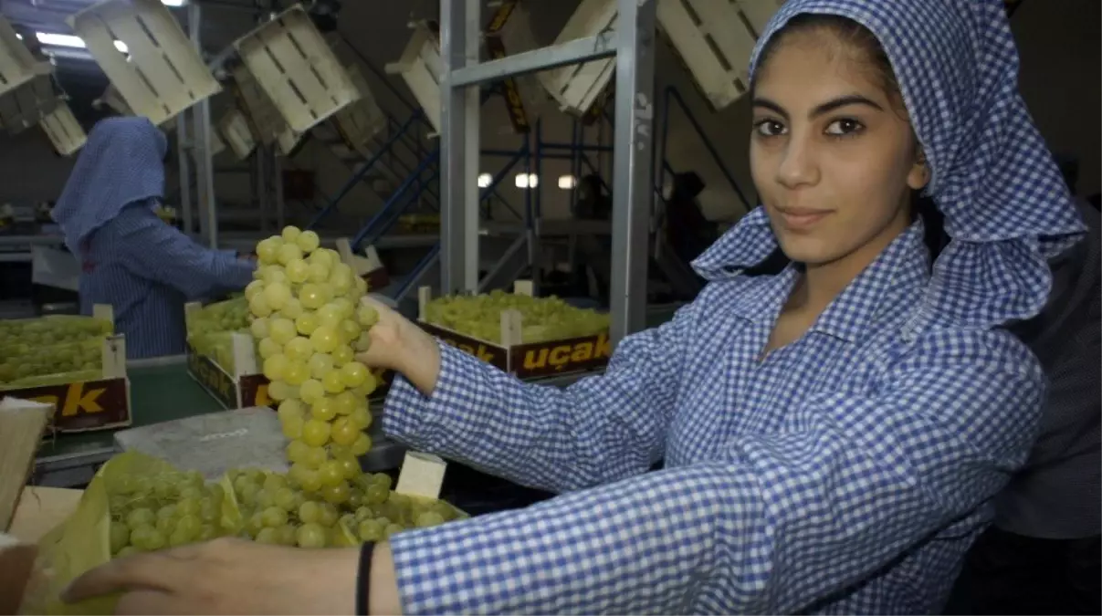 Superior Seedless çeşidi sofralık üzümün ihracat yolculuğu 22 Temmuz\'da başlıyor