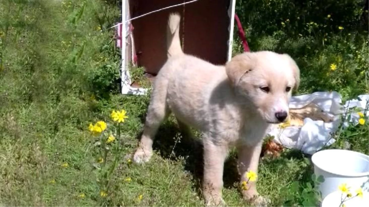 Köpeği bıçaklayan saldırgan, serbest kalınca öldürdü