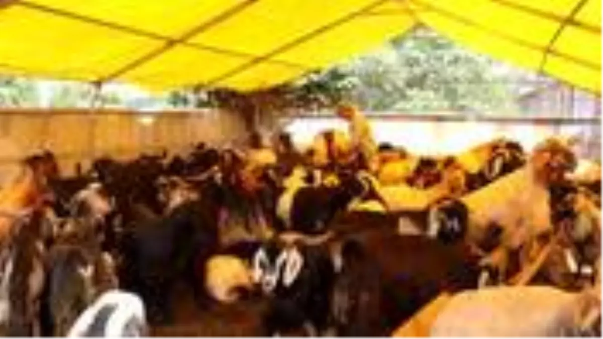 Büyükbaş fiyatları artınca kurban pazarlarında en çok tercih edilen keçi oldu