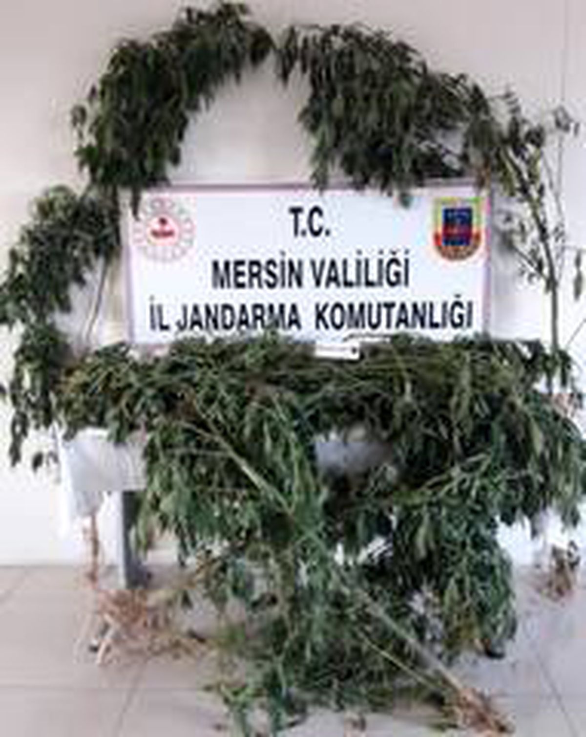 Mersin\'de 52 kök kenevir ele geçirildi