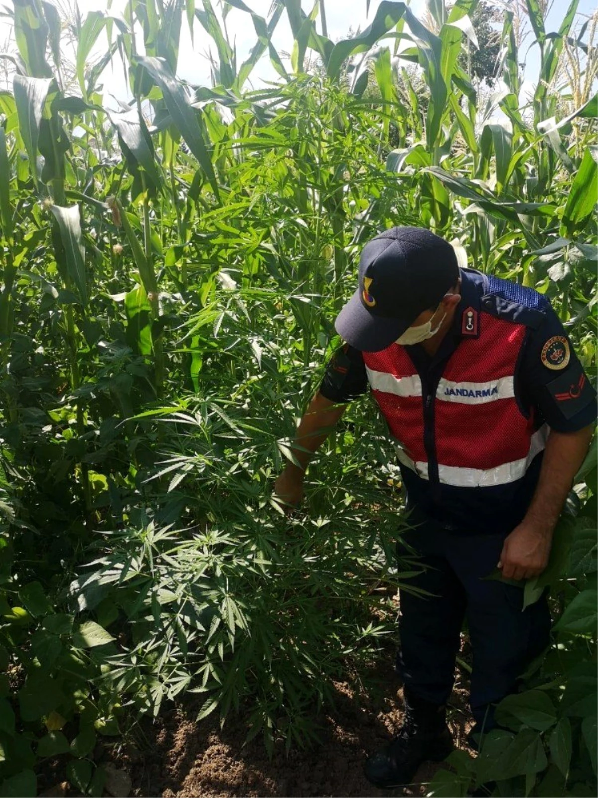 Mısır tarlasında 104 kök kenevir ele geçirildi: 2 gözaltı