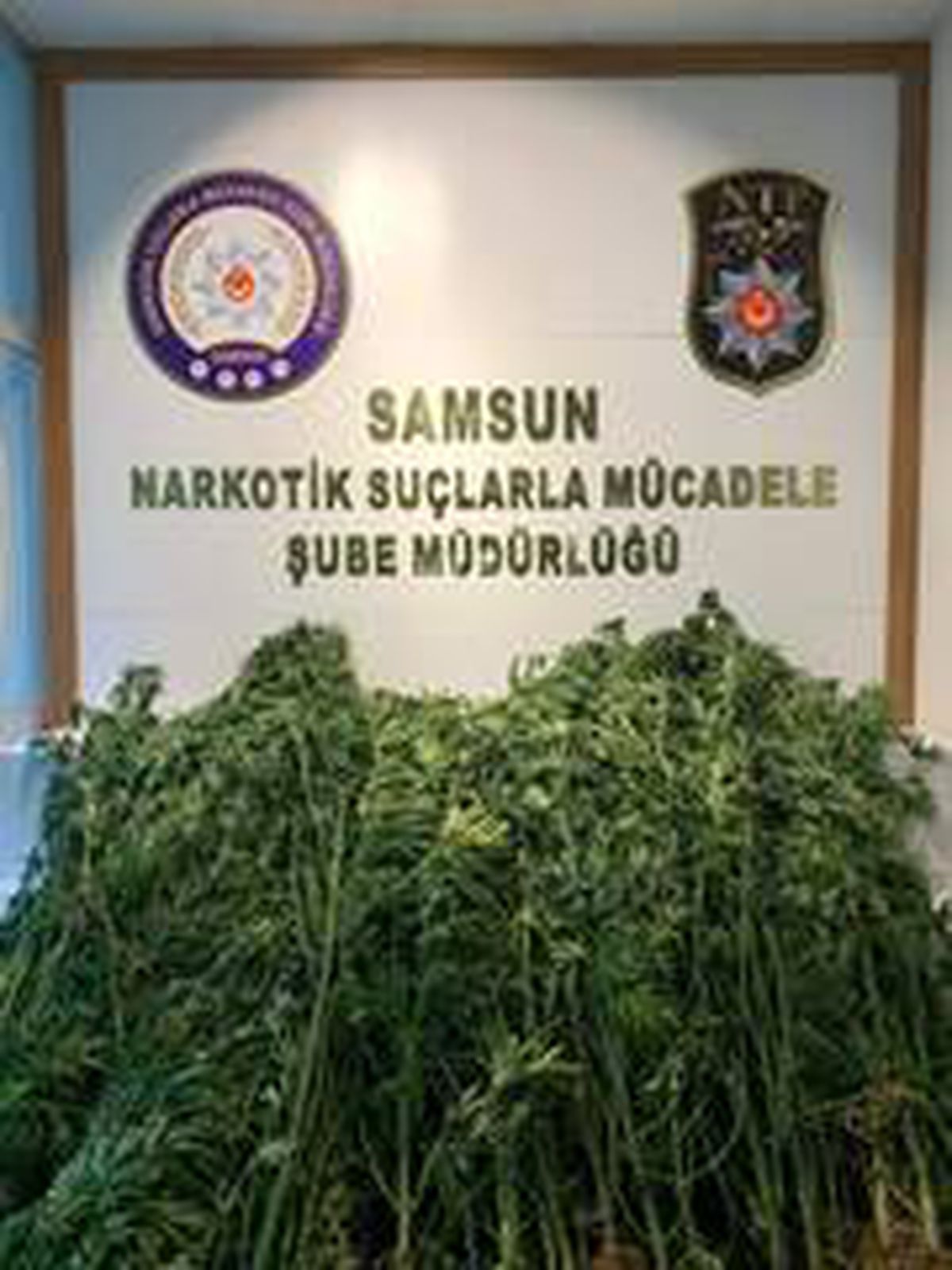 Samsun\'da 124 kök kenevirle yakalanan bir kişi gözaltına alındı