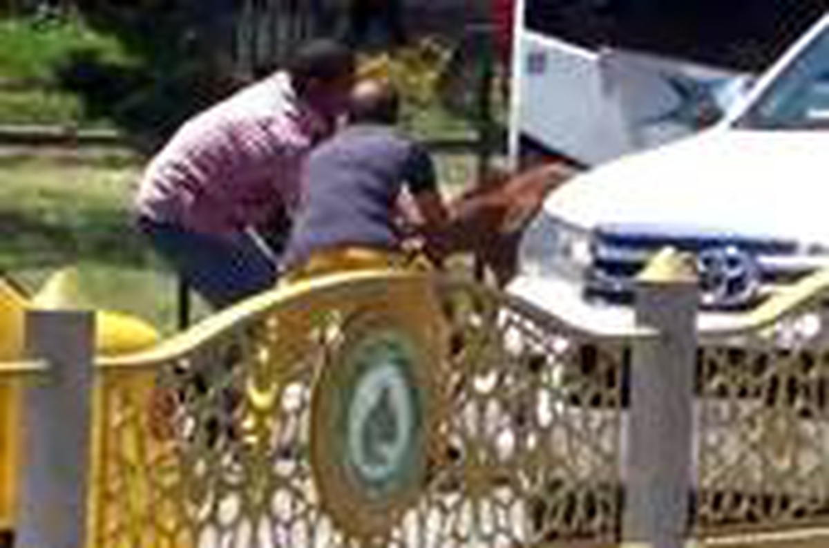 Yola çıkan başıboş tay, trafiği birbirine kattı