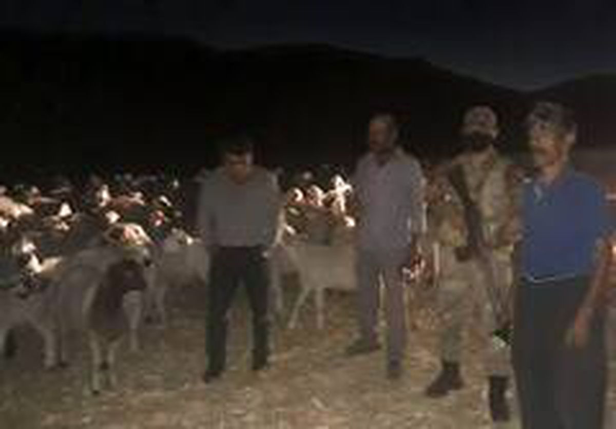 Kayıp olan 300 adet küçükbaş hayvan drone ile bulundu