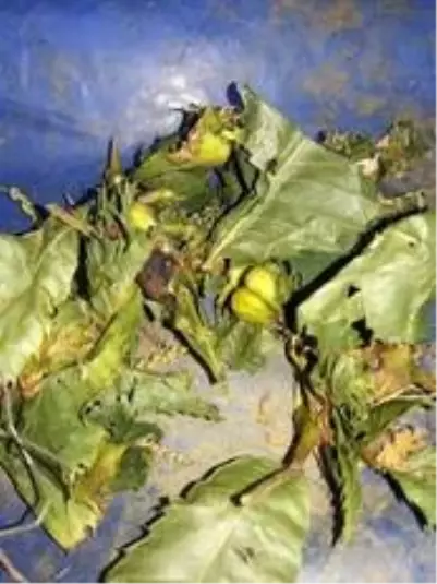 Köşk Ziraat Odası Başkanı Tuna “Gal arısı kestane ağaçlarına zarar