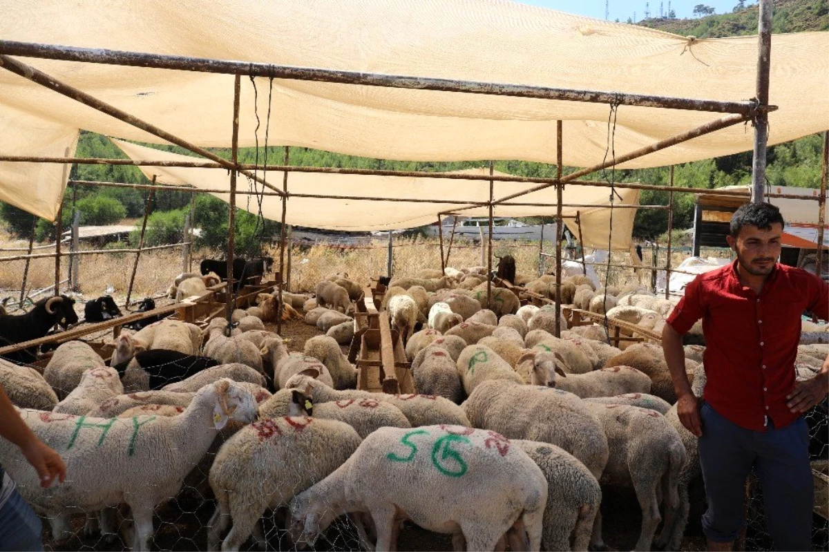 Marmaris\'te kurban pazarında tokalaşmak yasak