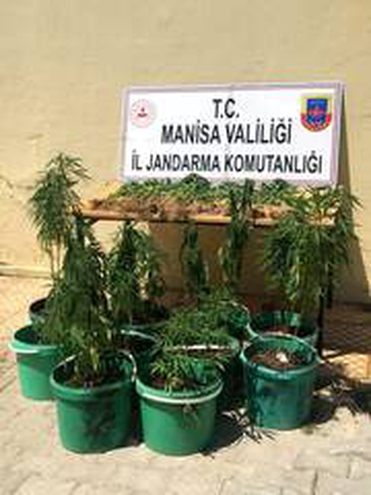 Mısır tarlasında saksı içinde kenevirler buldu jandarmaya haber verdi
