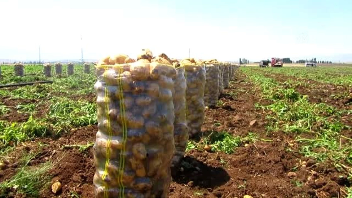 "Patates ihracatında kısıtlama bulunmuyor" - AFYONKARAHİSAR