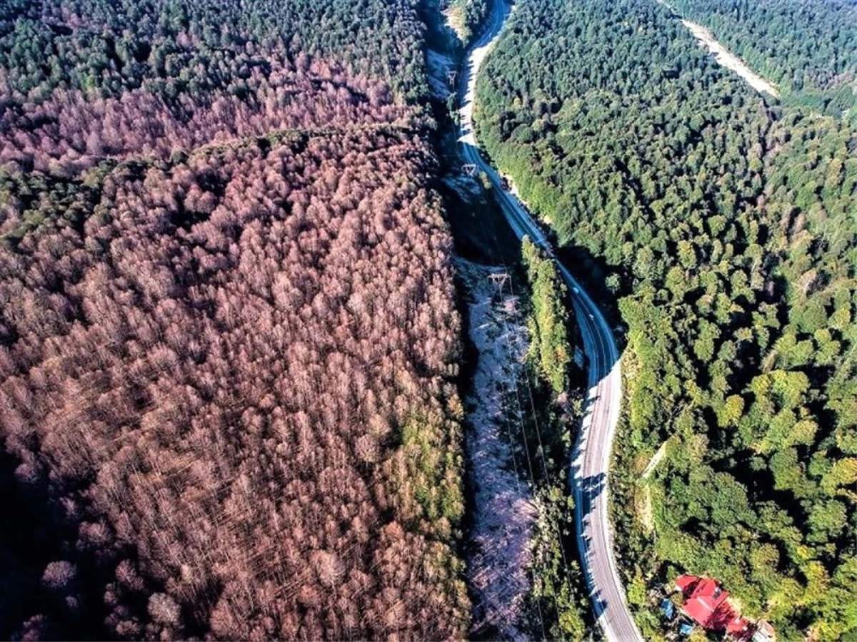 Tırtılların zarar verdiği kayın ormanları yeniden yeşerdi