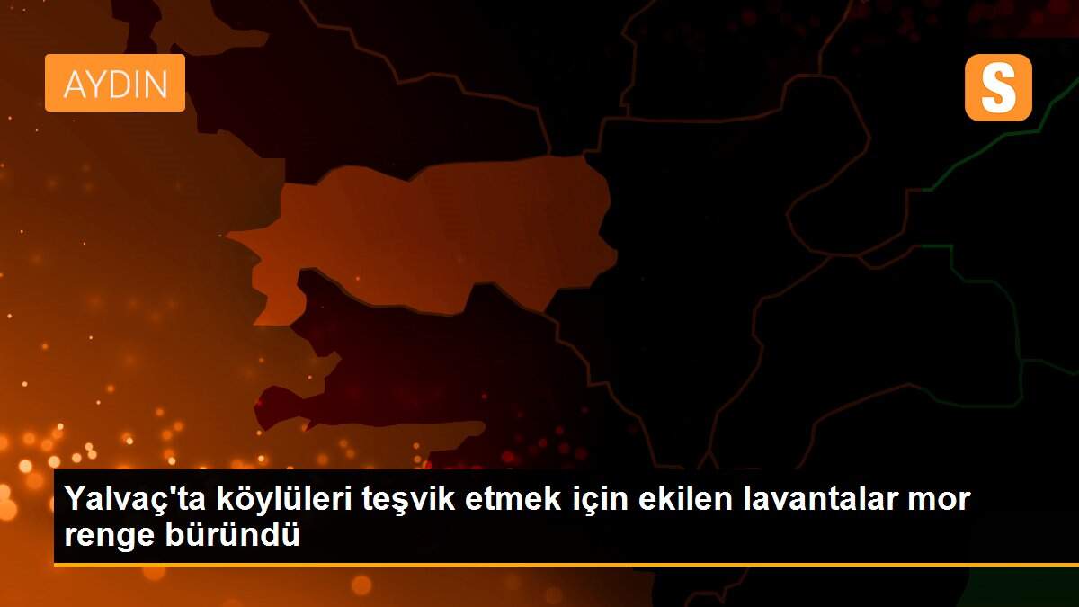 Yalvaç\'ta köylüleri teşvik etmek için ekilen lavantalar mor renge büründü