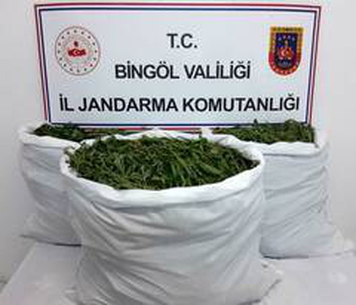 Bingöl\'de tarlaya operasyon: 860 bin kök kenevir ele geçirildi