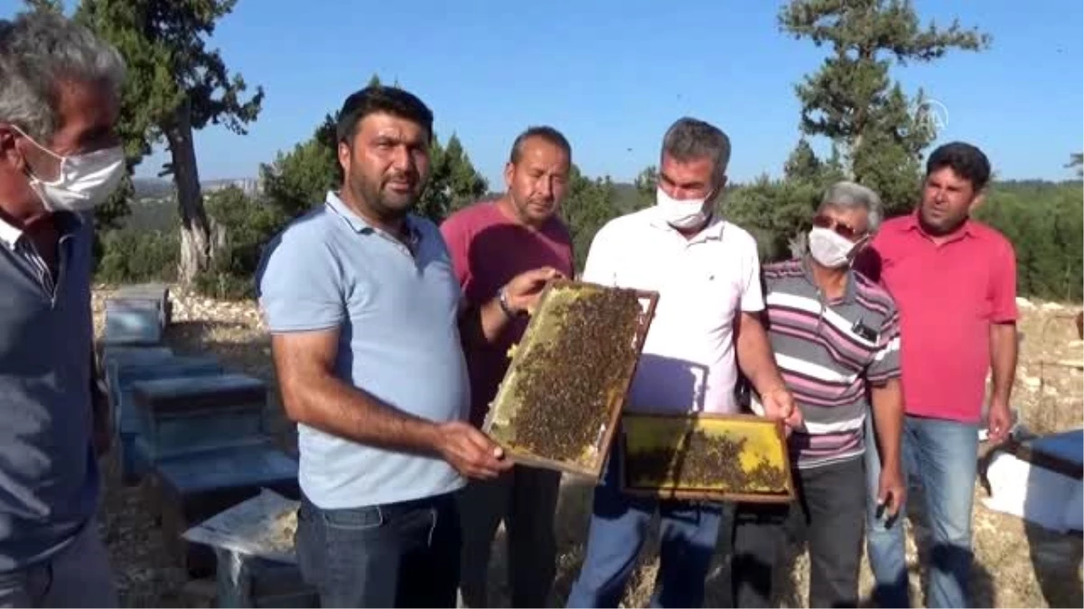 Son dakika güncel: Erdemli\'de arı kovanlarına zarar verildiği iddiası