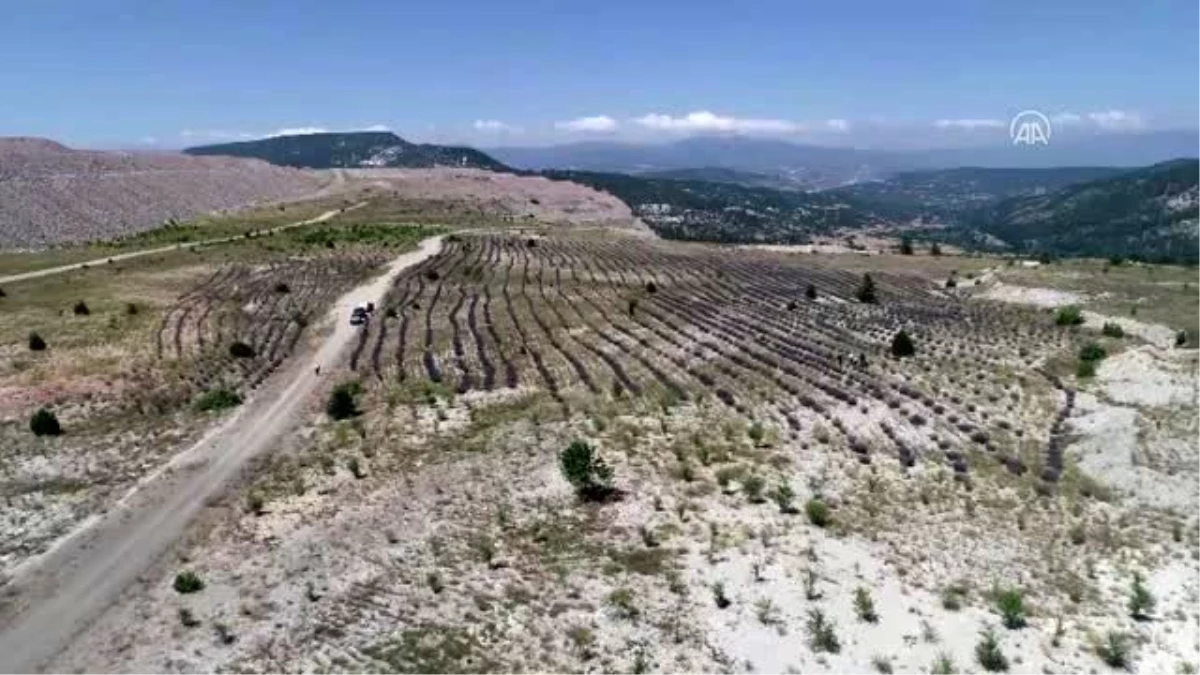 Eski maden sahasından lavanta kokuları yayılıyor