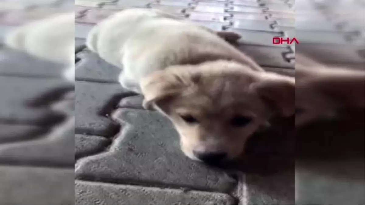 HATAY Yaraladığı köpeği serbest kalınca öldürdüğü iddia edilen saldırganın ifadesi ortaya çıktı