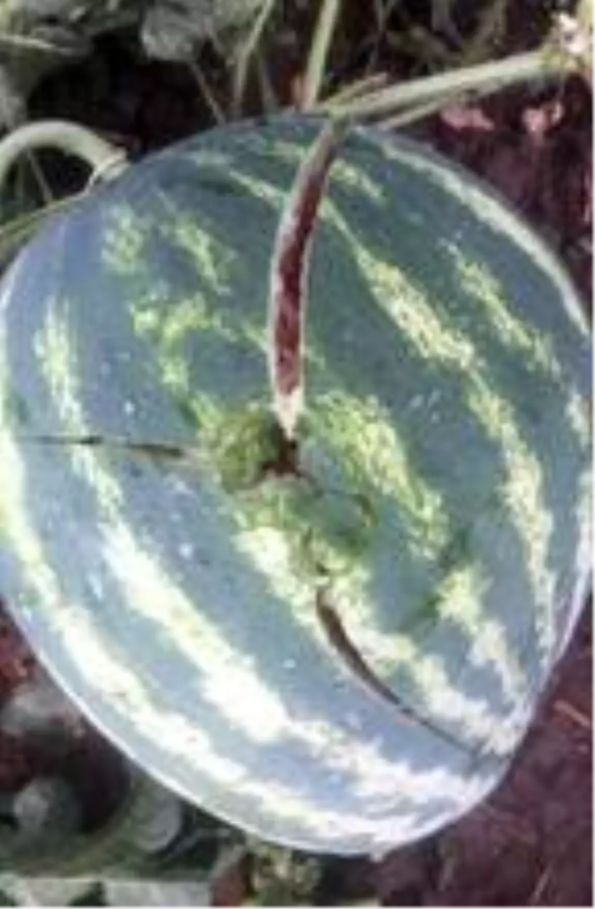 Iğdır\'da karpuz çatlatan dolu