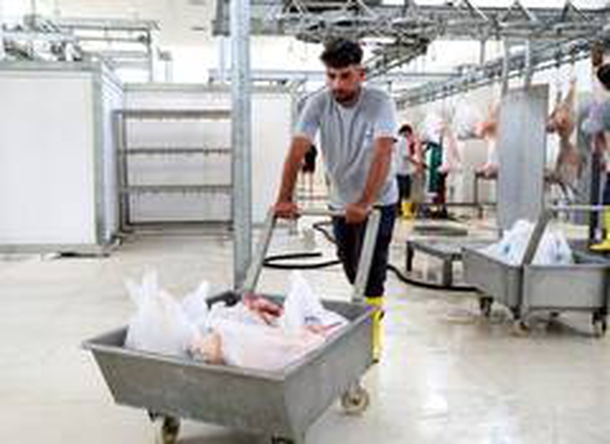 Mersin\'de 24 mobil kesim ünitesi, 8 mezbaha hizmet verecek