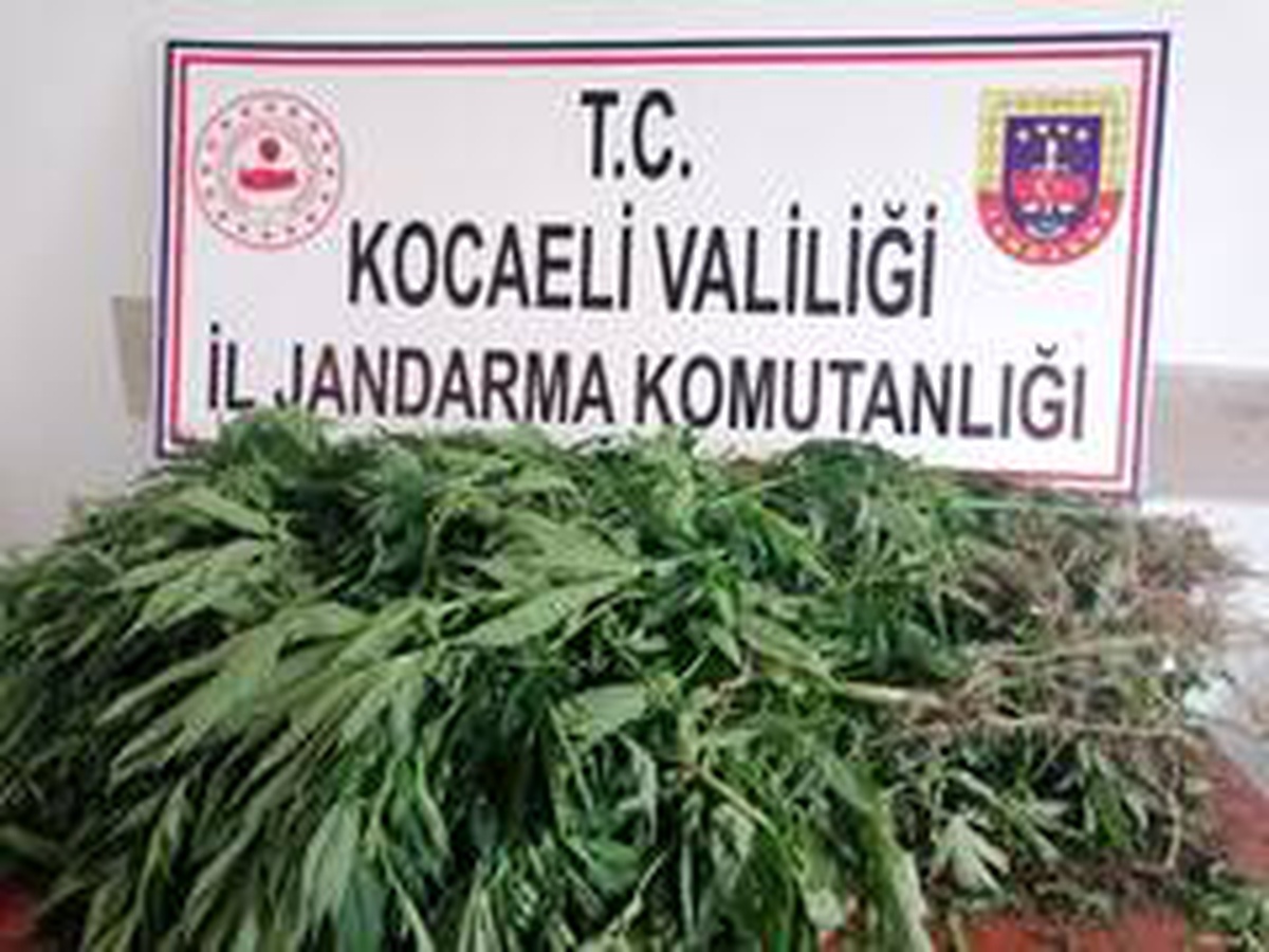 Ormandaki alana ekili 500 kök kenevir ele geçirildi