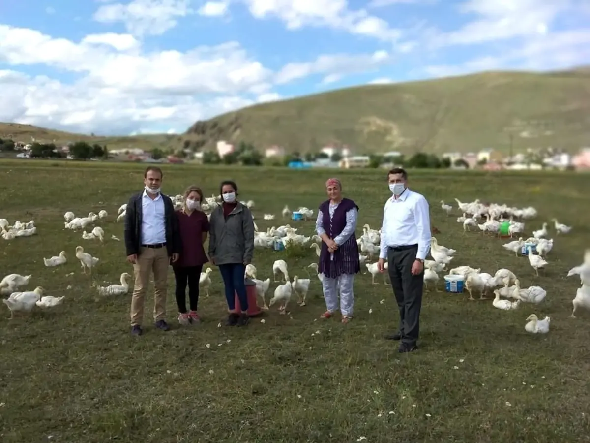 Yoksullukla mücadelede Kaz Yetiştiriciliği Projesi