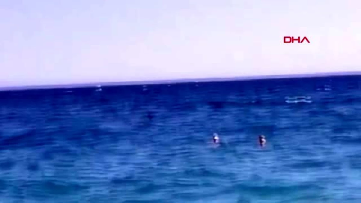Antalya\'da köpekbalığı ölüsü kıyıya vurdu