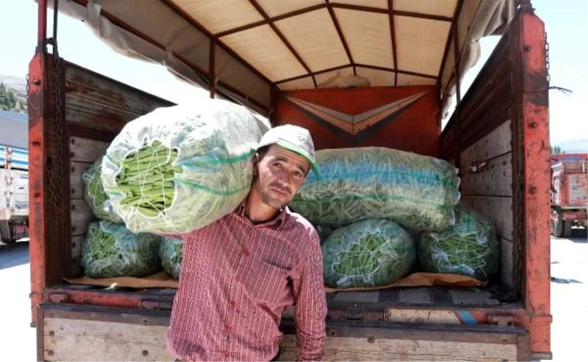 Burdurlu fasulye üreticisi verim kaybına rağmen fiyattan umutlu