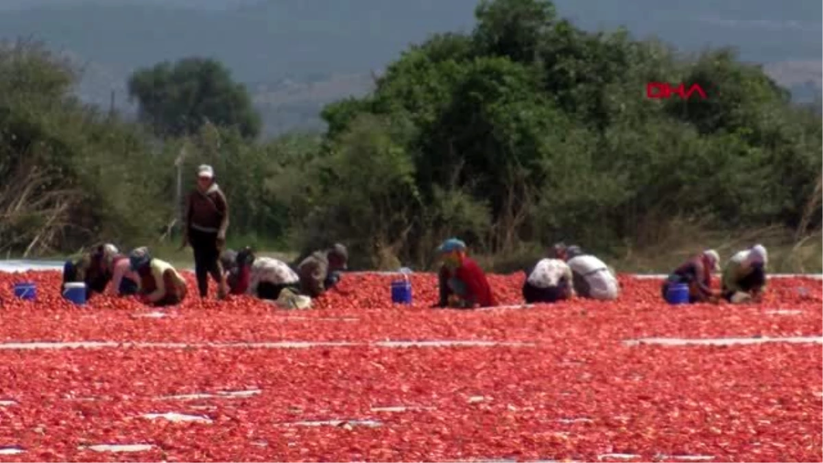 İZMİR Kurutmalık domatesler serildi, Torbalı Ovası kırmızıya büründü